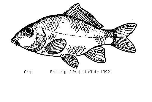 carp fish clip art free - photo #8